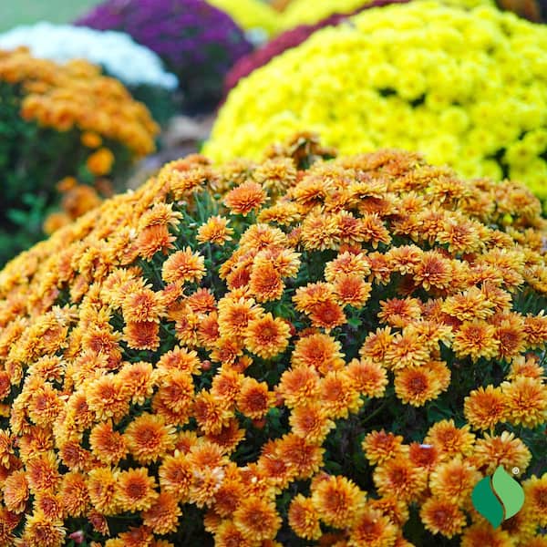dedon planters BABYLON Planter main image 1