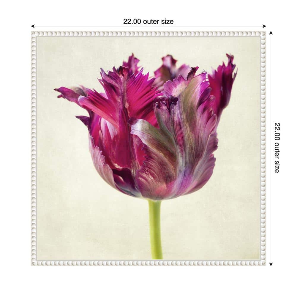 Single Parrot Tulip II Pink Canvas Wall Art with White Frame