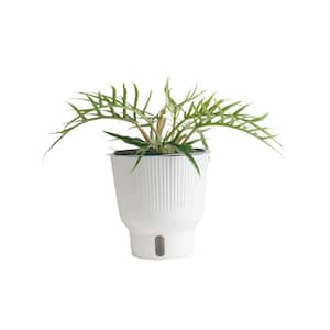 Trending Tropical Philodendron Tortum Indoor Plant in 6 in. Self-Watering Pot