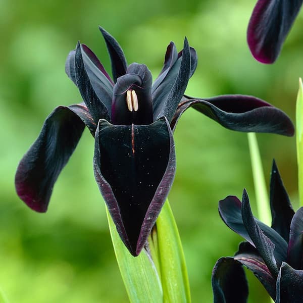 The black outlet iris