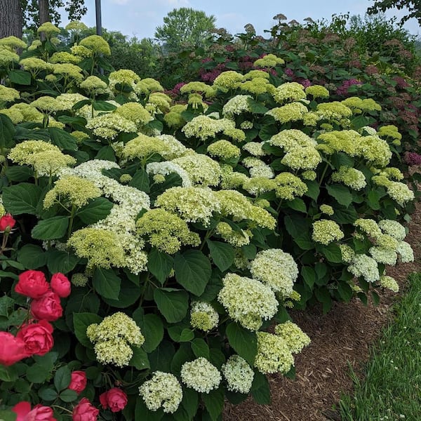 Proven Winners 1 gal. Incrediball Storm Proof Smooth Hydrangea