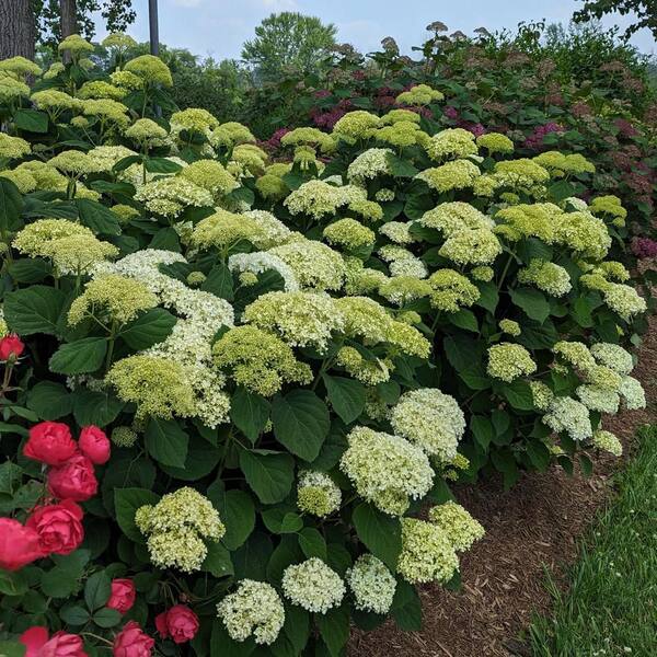 【Hydrangea】 Diamond Dotz Hydrangea Garden Diamond Painting | Michaels