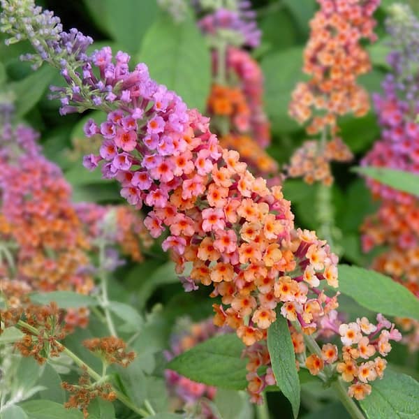 national PLANT NETWORK 2.5 qt. Buddleia Butterfly Bush Tree with Multicolor Flowers