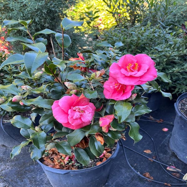 カメリア27 Buy Camellia sasanqua 'Kanjiro' Pink Semi-Double Flowering