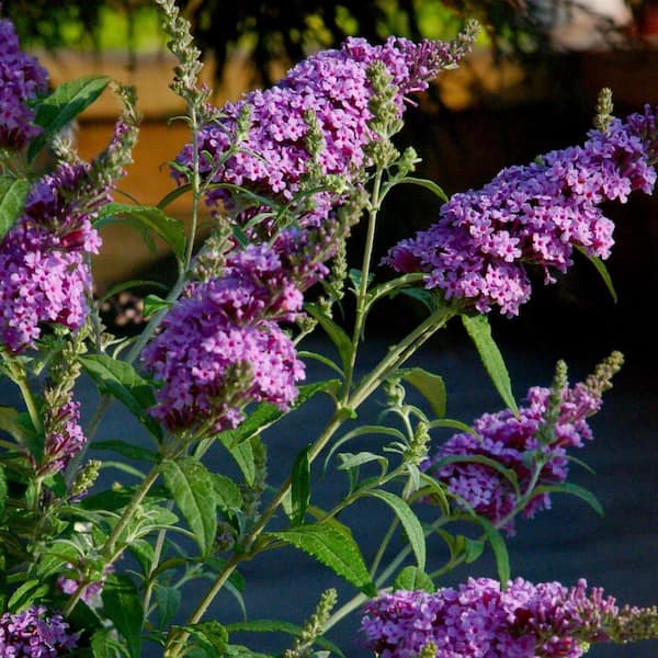 national PLANT NETWORK 2.25 Gal. Buddelia Nanho Purple Flowering Shrub with Purple Blooms