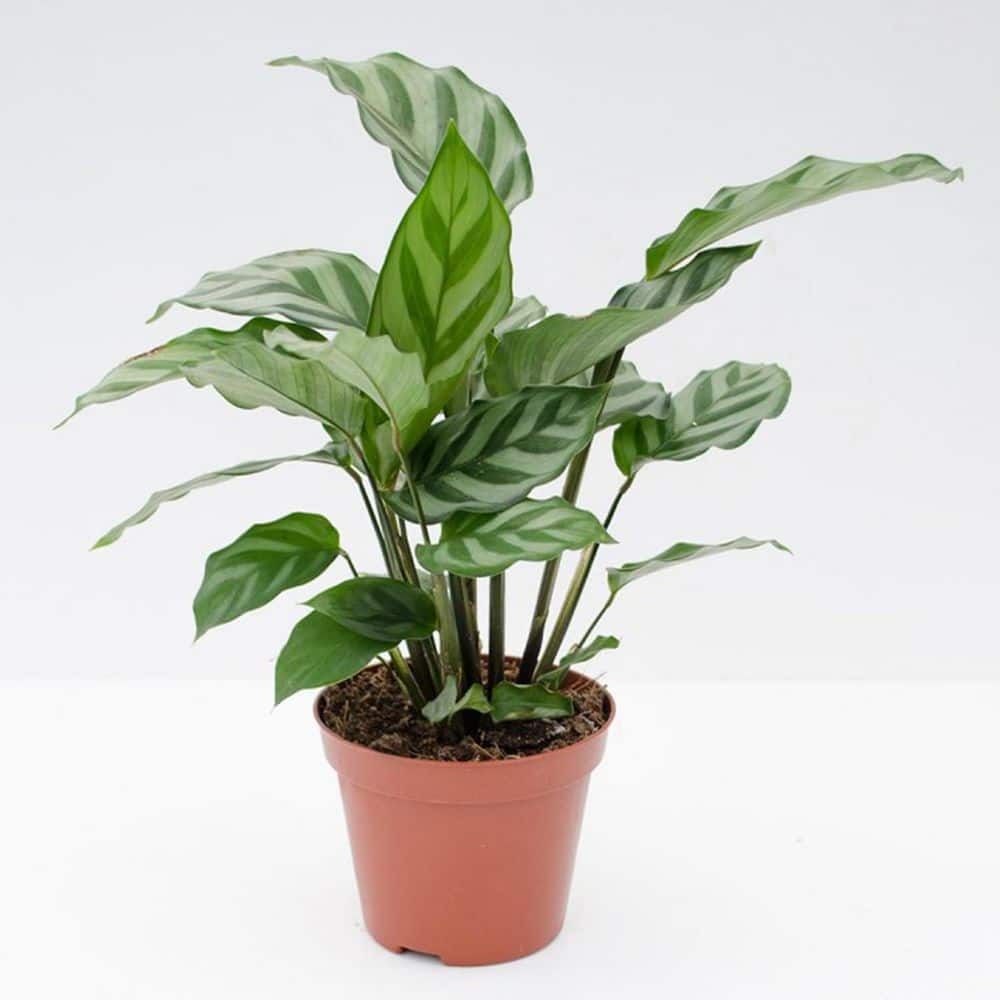 Calathea Freddie-5 Live Plants in 4 in. Growers Pots-Calathea Concinna Freddie-Houseplants from the Nursery price history on PriceWatchPro