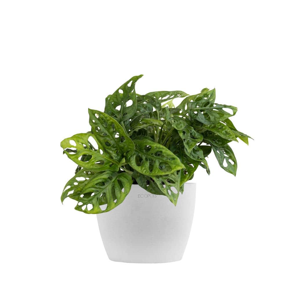 United Nursery Monstera adansonii Swiss Cheese Vine Live Plant in 6