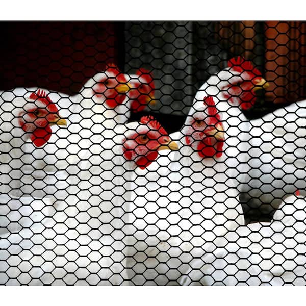 4+ Thousand Chicken Netting Royalty-Free Images, Stock Photos & Pictures