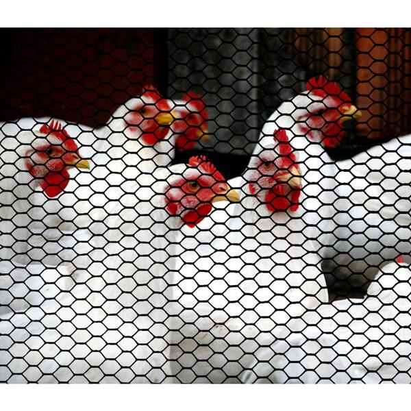 Buy YES4PETS 1 x 2M Galvanised Wire Garden Mesh Pet Chicken Coop Fencing  Bird Netting Mesh Online