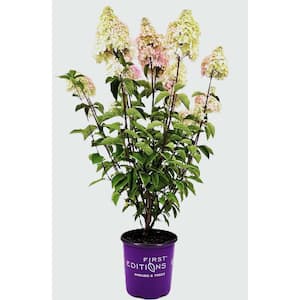 2.0 gal. Berry White Hardy Hydrangea (Paniculata) Live Shrub White to Pink Flowers