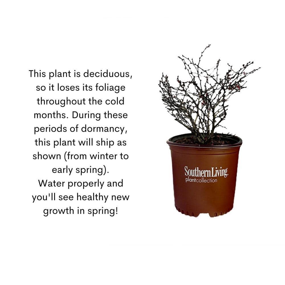 Southern Living Orange Rocket Barberry Shrub in 2-Gallon Container