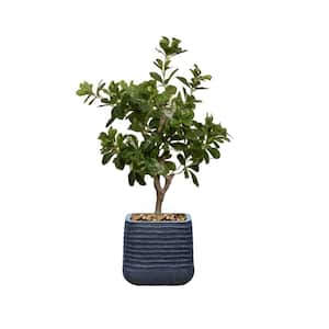 Vintage Home Artificial Faux Tung Tree 39'' High Fake Plant Real Touch with Eco Planter