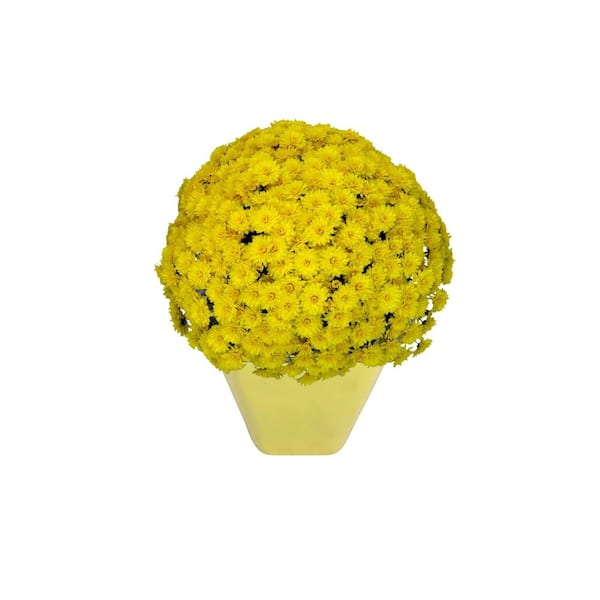 Chrysanthemum (Mum) Yellow Live Plant in 2.55 qt. Grower's Pot