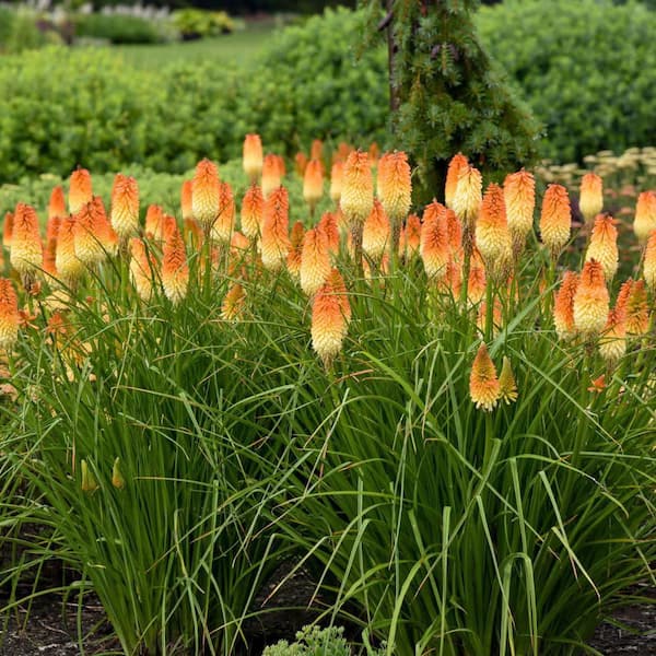 Proven Winners 0.65 Gal. Pyromania Hot and Cold Red Hot Poker