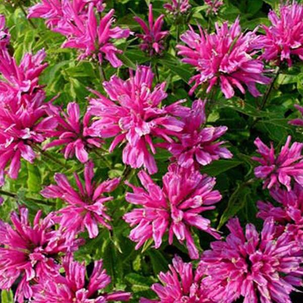 OnlinePlantCenter 1 gal. Petite Delight Bee-Balm Plant