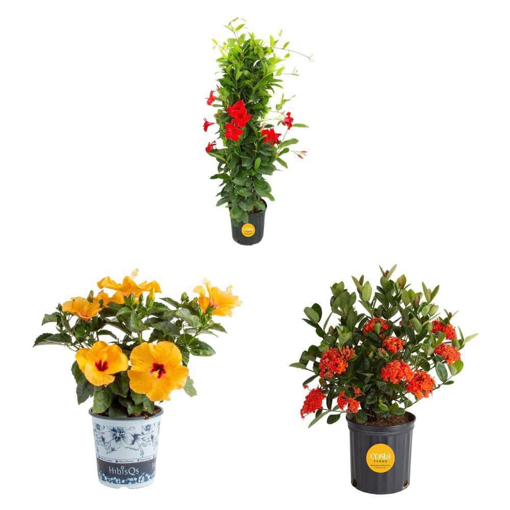 Costa Farms Blooming Red Ixora (2 Gal) and Yellow Hibiscus (1 Gal