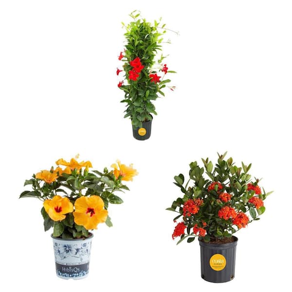Costa Farms Blooming Red Ixora (2 Gal) and Yellow Hibiscus (1 Gal