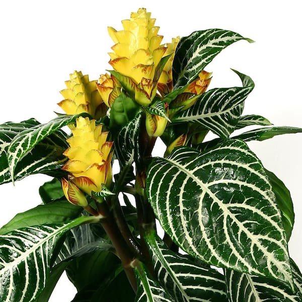 national PLANT NETWORK 5.5 in. Aphelandra Zebra Plant with Yellow Blooms