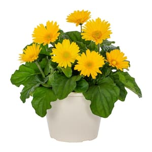 1 Gal. Gerbera Daisy in Decorative Planter Yellow Annual Plant (1-Pack)