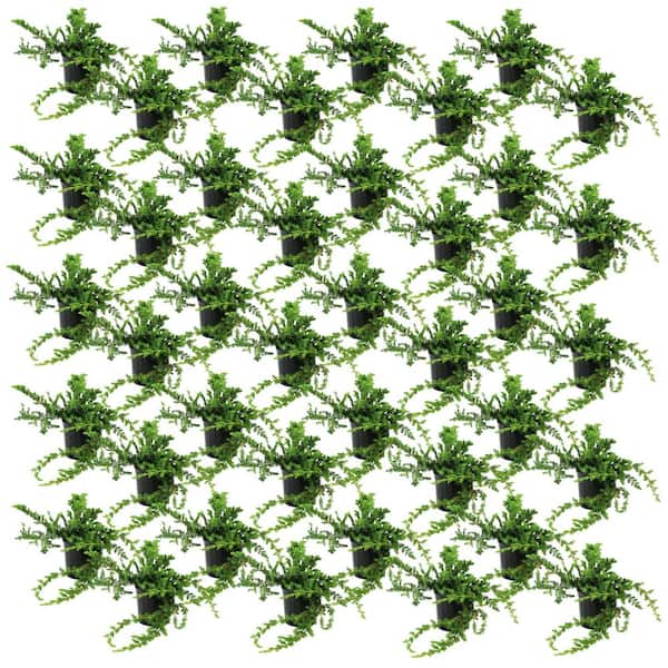 1 gal. Juniper Blue Rug Shrub (40-Pack)