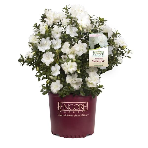 ENCORE AZALEA 3 Gal. Autumn Moonlight Azalea Bush with Reblooming White Flowers - Low-Maintenance Evergreen Shrub