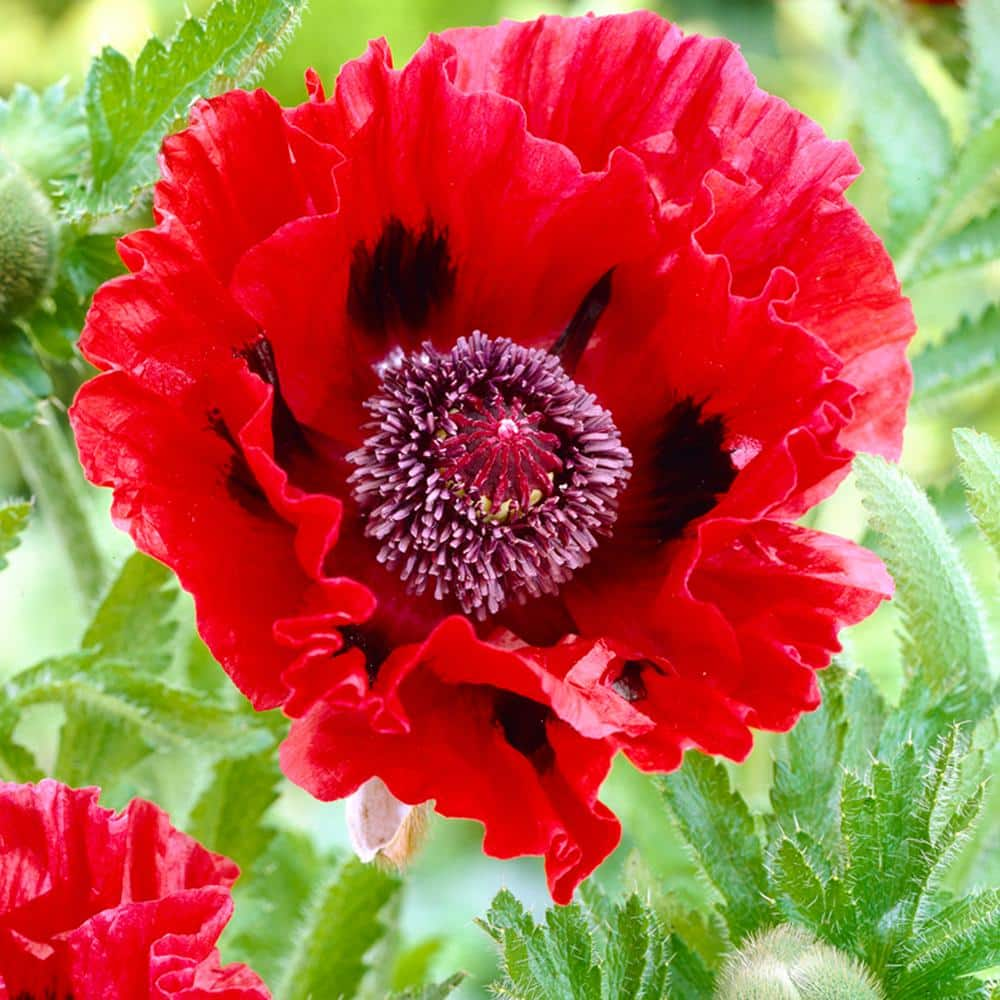 VAN ZYVERDEN Poppies Red Roots (5-Pack) 11382 - The Home Depot