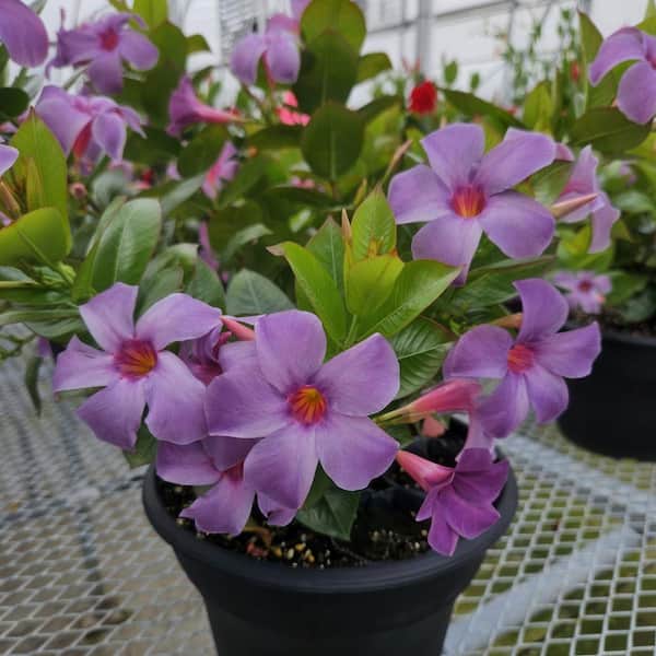 national PLANT NETWORK 4 in. Mandevilla Bluephoria Summer Annual