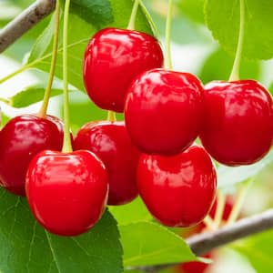 Wowza Dwarf Cherry (Prunus), Live Bareroot Fruit Tree (1-Pack)