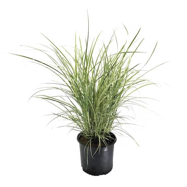 Unbranded Maiden Grass (Miscanthus sinensis) Variegatus