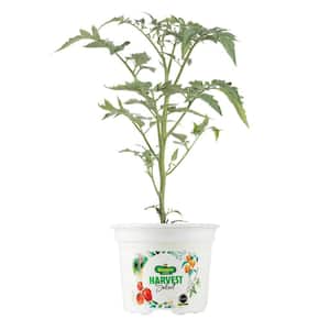 25 oz. Chocolate Sprinkles Tomato Plant