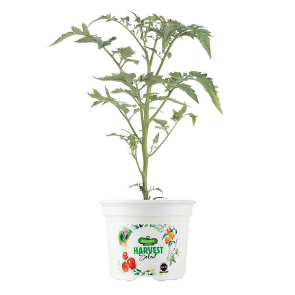 BONNIE PLANTS HARVEST SELECT 25 oz. Chocolate Sprinkles Tomato Plant