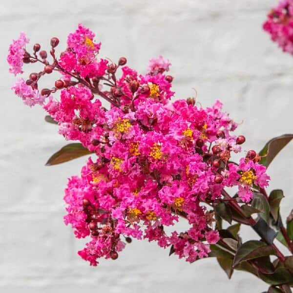 SOUTHERN LIVING 2 Gal. Delta Fusion Crapemyrtle, Live Deciduous Shrub/Tree, Burgundy Foliage, Dark-Pink Blooming