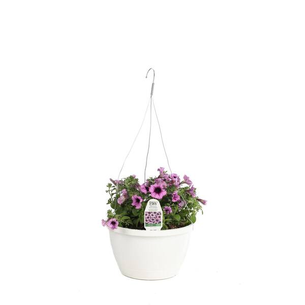 PROVEN WINNERS DIY Hanging Basket Kit Supertunia Bordeaux Flower Pillow with 10 in. Container