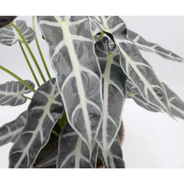 Wekiva Foliage Alocasia Bambino Hanging Basket - Live Plant in a 4 in.  Hanging Pot - Alocasia ica Bambino - Florist Quality TP-RHXC-V5VP -  The Home Depot