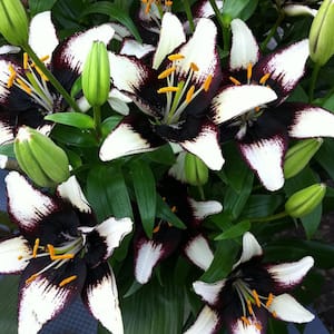 Lilies Asiatic Black Eye Bulbs (Pack of 7)