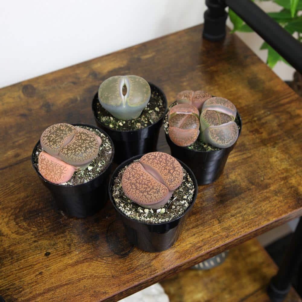 Assorted Color Pet-Safe Lithops Succulent 4-Pack in Black Pots