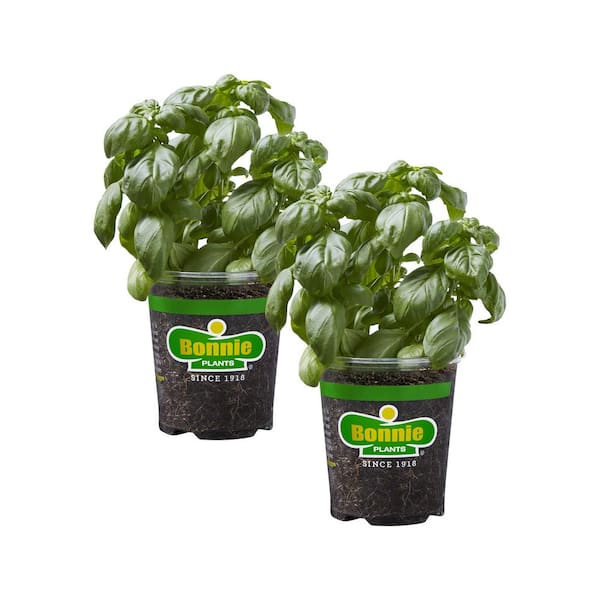 Bonnie Plants 19 oz. Sweet Basil Herb Plant (2-Pack)