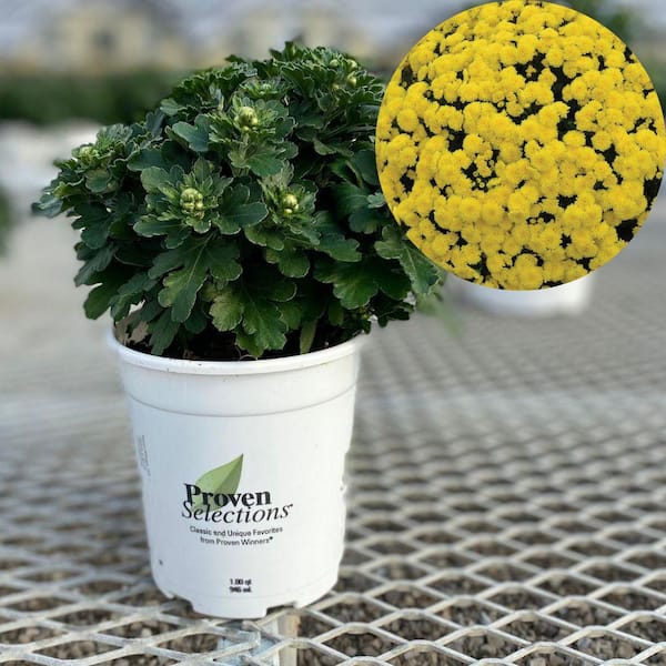 PROVEN WINNERS 4.5 in. Qt. Proven Selections Yellow Bethany Yellow Garden Mum (Chrysanthemum), Live Plant (1-Pack)