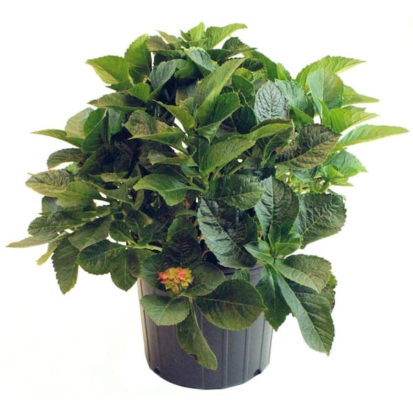 ドナルド・サルタン 「hydrangea in a green pot」 定番品】ドナルド・サルタン 「hydrangea in a green pot