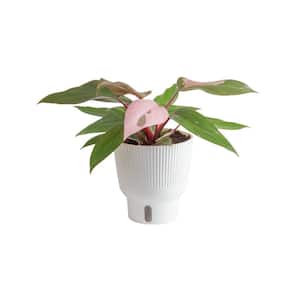 Trending Tropicals Philodendron Pink Princess Indoor Plant in 6 in. White Planter, Average Shipping Height 1-2 ft. Tall