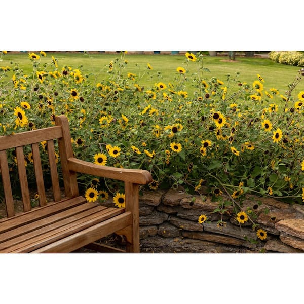 PROVEN WINNERS 4.25 in. Eco+Grande Suncredible Yellow (Helianthus