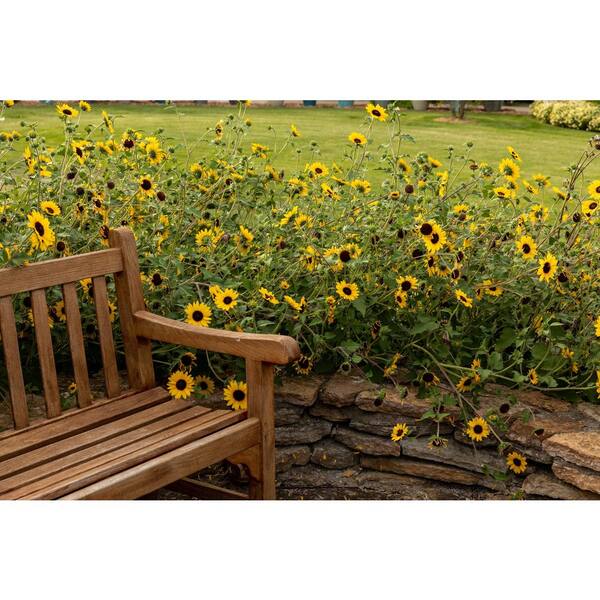 PROVEN WINNERS 4.25 in. Eco+Grande Suncredible Yellow (Helianthus) Live  Plants, Yellow Flowers (4-Pack) HLIPRW1027504 - The Home Depot