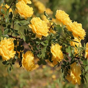 Bareroot Royal Gold Climbing Rose (2-Piece)