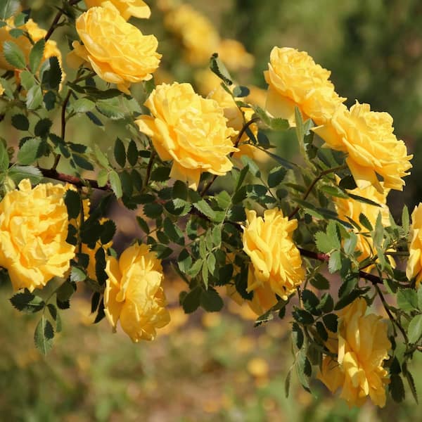 national PLANT NETWORK Bareroot Royal Gold Climbing Rose (2-Piece)
