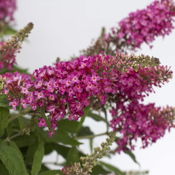 national PLANT NETWORK 4 in. Buddleia Dapper Pink Shrub with Pink Flowers (3-Pack)