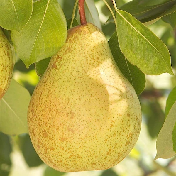 Gurney's Ambrosia Semi-Dwarf Pear Pyrus Live Fruiting Bareroot Tree (1-Pack)