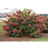 hydrangeas-19637-c3_100.jpg