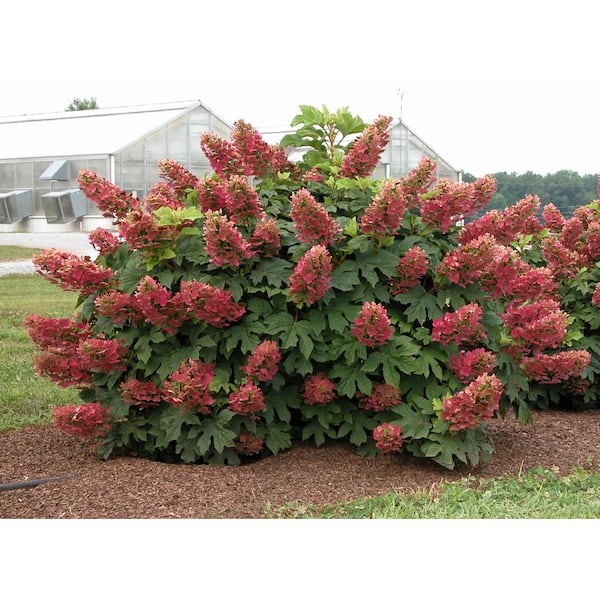 Ruby red oakleaf outlet hydrangea