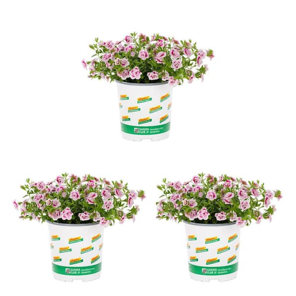 Vigoro 2 qt. Calibrachoa Million Bells Minifamous Uno Double Pinktastic Annual Plant (3-Pack)