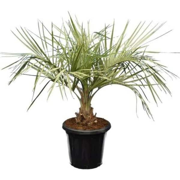 Wekiva Foliage Jelly Palm 4-Live Starter Plants in Growers Liners-Butia Odorata-Rare Ornamental Palms of Florida